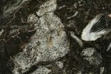 Polished Devonian Fossil Coral and Bryozoan Plate - Morocco #365113-1